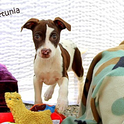 Thumbnail photo of Petunia~meet me! #1