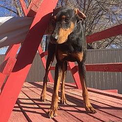 Thumbnail photo of Buddy2 #2