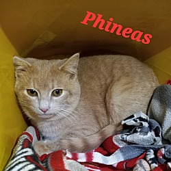 Thumbnail photo of Phineas #1