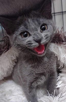 Upper Saddle River, NJ - Russian Blue. Meet Annabelle a Pet for