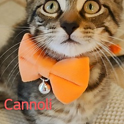 Photo of Cannoli-in foster care, sweet