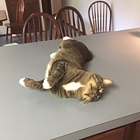 adopt a pet