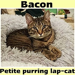 Thumbnail photo of Bacon (FCID# 09/11/2023 - 6) C #3