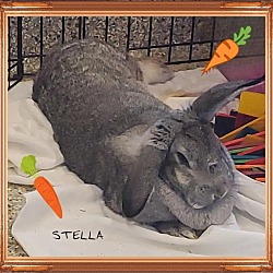 Thumbnail photo of Stella #2