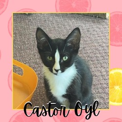 Thumbnail photo of Castor Oyl #2