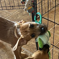 adopt a pet