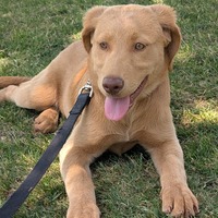 adopt a pet