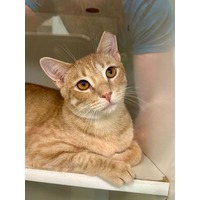 adopt-pet