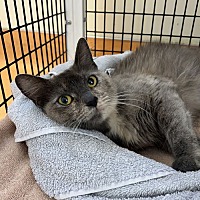 adopt a pet