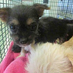 Thumbnail photo of Sweet Pea - Dahlia Pup #3