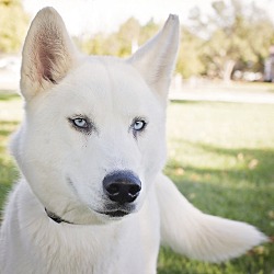 Sterling, KS - Husky. Meet Merlin a Pet for Adoption - AdoptaPet.com