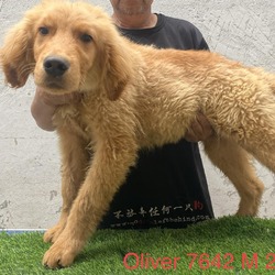 Photo of Oliver 7642