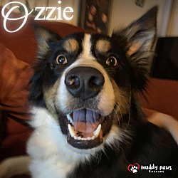 Photo of Ozzie (Courtesy Post) - Adoption Pending