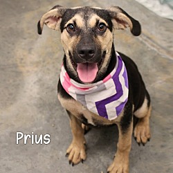 Photo of Prius
