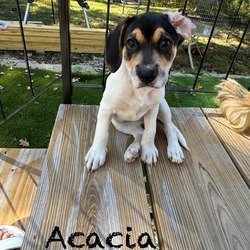 Thumbnail photo of Acacia beagle #2