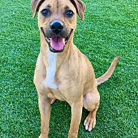 adopt-pet