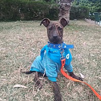 adopt a pet