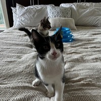 adopt a pet