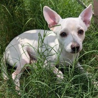 adopt-pet