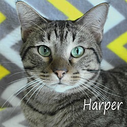 Photo of Harper