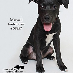 Thumbnail photo of Maxwell (Foster) #1