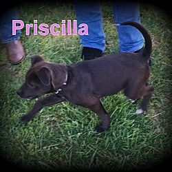 Thumbnail photo of Priscilla #3