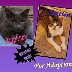 Thumbnail photo of CATLIN (bonded with Daphney) #1