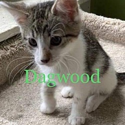 Photo of Dagwood Kitten