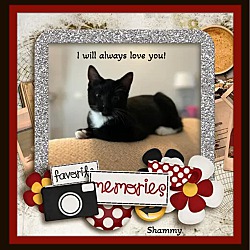 Thumbnail photo of Shammy & Sashi Lap Kittens! #2