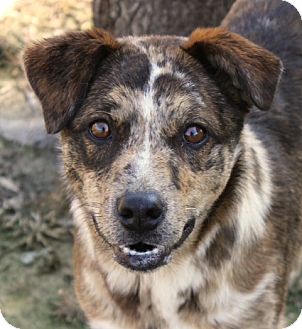 catahoula leopard dog border collie mix