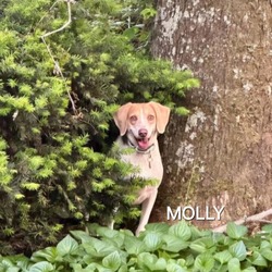 Thumbnail photo of Molly #3