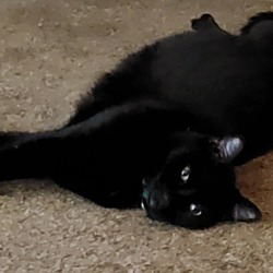 Photo of Midnight