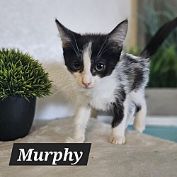 Thumbnail photo of Murphy #1