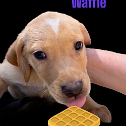 Thumbnail photo of Waffle #4