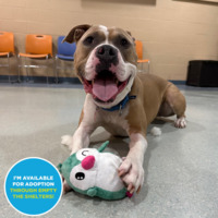 adopt a pet