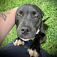 adopt a pet