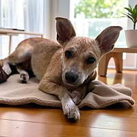 adopt a pet
