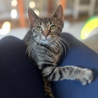 adopt-pet