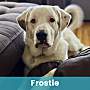 FROSTIE - Great Pyrenees / Mixed Breed (Large) available for adoption