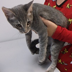 Thumbnail photo of ANITA - sweet kitten from TX! #3