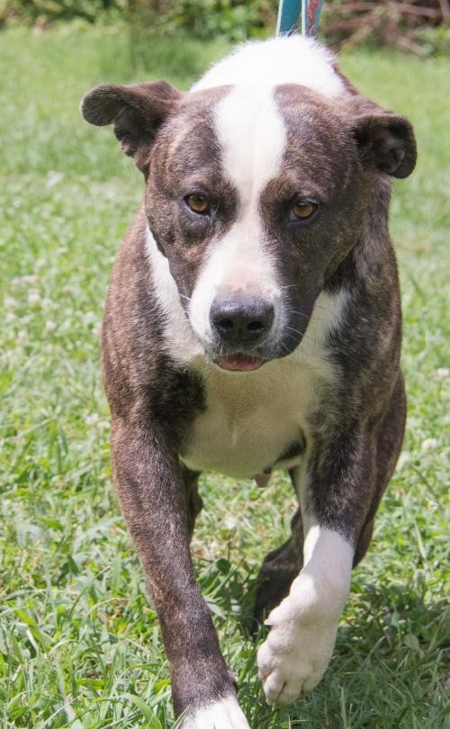 Adopt Dora a Brindle - with White Cattle Dog / Blue Heeler / Mixed dog ...