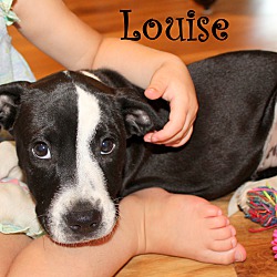 Thumbnail photo of Louise~adopted! #2
