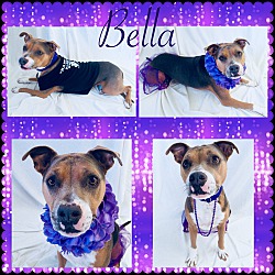 Photo of Bella - Pawsitive Direction