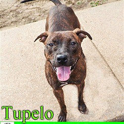 Photo of Tupelo