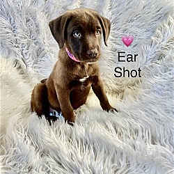 Photo of Ear Shot (1 blue eye!)