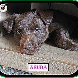 Thumbnail photo of Aruba aka Ruby - Coffee Litter #2