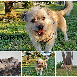 Photo of Shorty (came with Susie Q)~