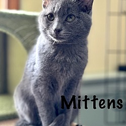Thumbnail photo of Mittens #4