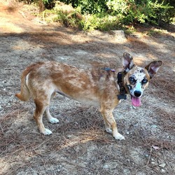 Thumbnail photo of Freckles - Costa Mesa Location #4