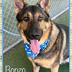 Thumbnail photo of BONZO #2